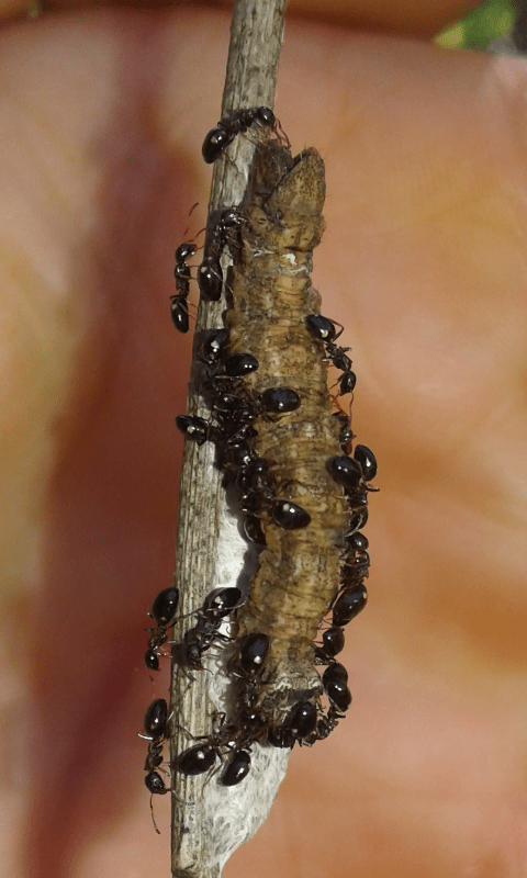 Formicidae assalgono larva di Geometridae su ammasso di bozzoletti di Braconidae